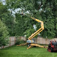 Why Choose Our Tree Removal Services in Macon, MS?