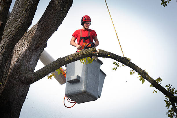 Reliable Macon, MS Tree Services Solutions